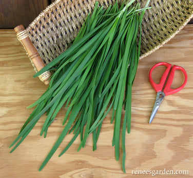 Garlic Chives