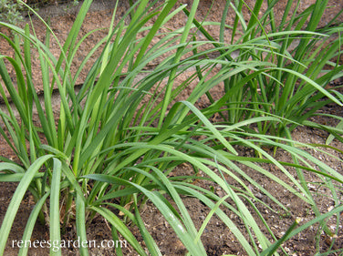 Garlic Chives