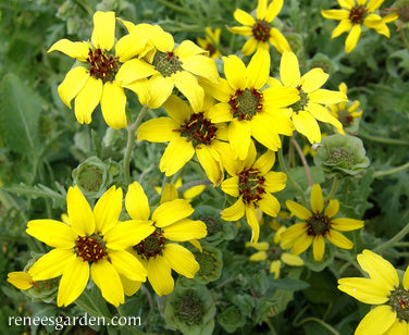 Heirloom Chocolate Daisy