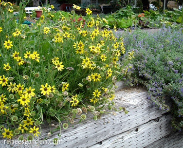 Heirloom Chocolate Daisy