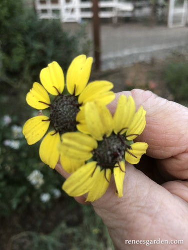 Heirloom Chocolate Daisy