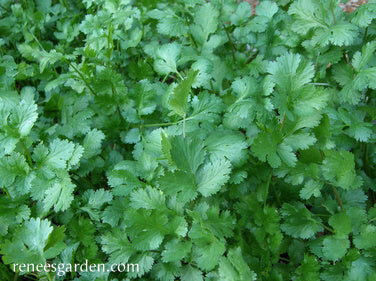 Cilantro