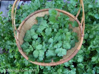 Heirloom Cilantro