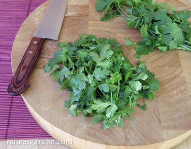 Heirloom Cilantro