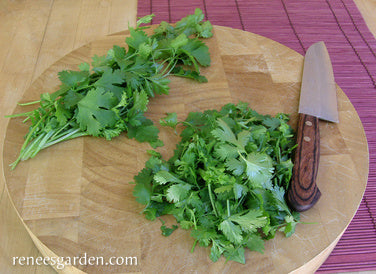 Heirloom Cilantro