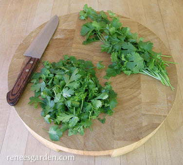 Heirloom Cilantro