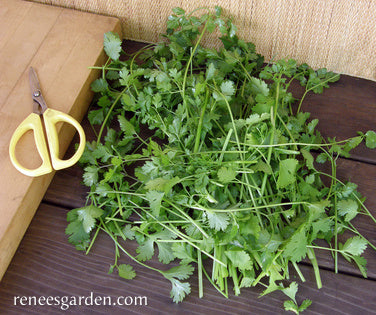 Heirloom Cilantro