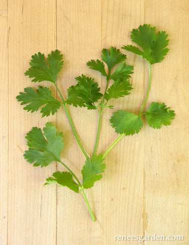 Heirloom Cilantro