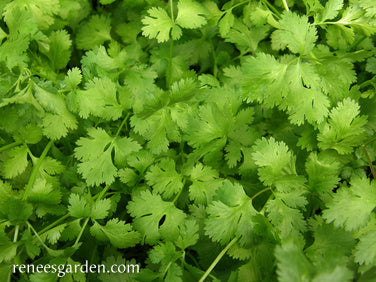 Heirloom Cilantro