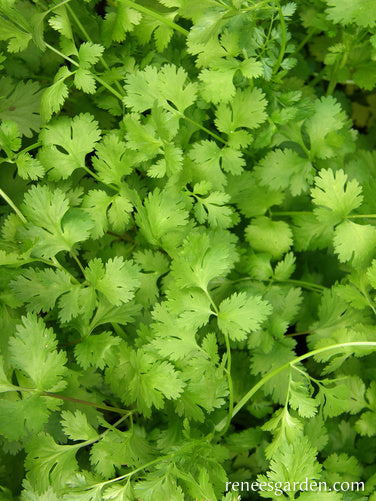 Heirloom Cilantro