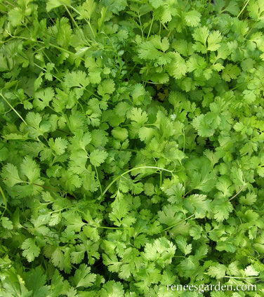 Heirloom Cilantro