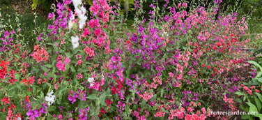 Mountain Garland Clarkia