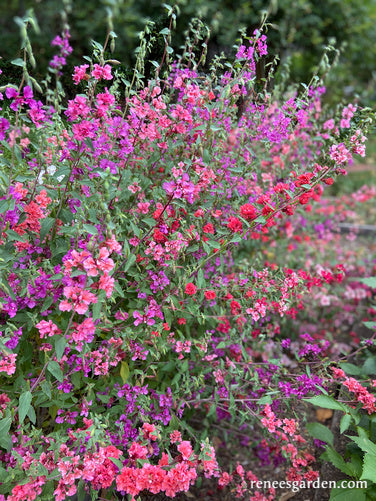 Mountain Garland Clarkia