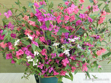 Mountain Garland Clarkia