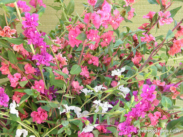 Mountain Garland Clarkia