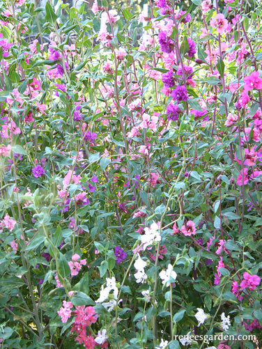 Mountain Garland Clarkia