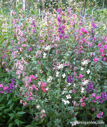 Mountain Garland Clarkia