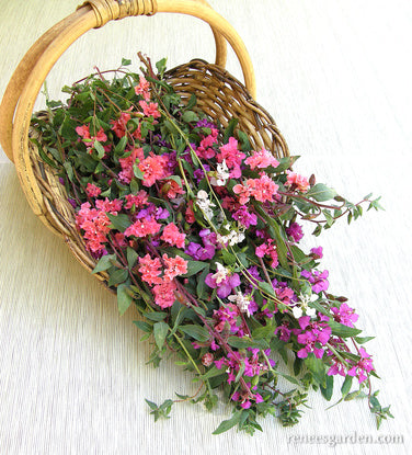 Mountain Garland Clarkia