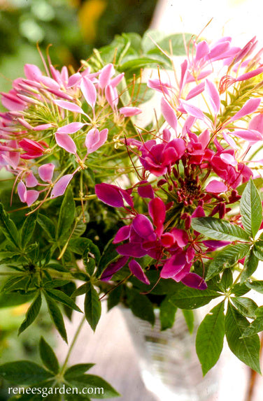 Color Fountains Cleome