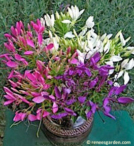 Color Fountains Cleome