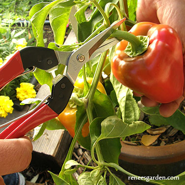 Felco Kitchen and Garden Snips