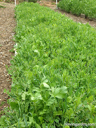 Protect & Fertilize Green Cover Crop Blend