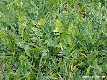 Protect & Fertilize Green Cover Crop Blend