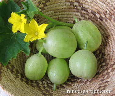 Lemon Cucumbers