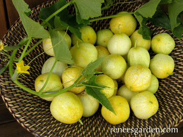 Lemon Cucumbers