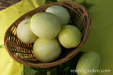 Lemon Cucumbers