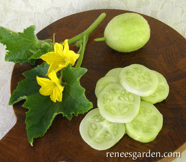 Lemon Cucumbers