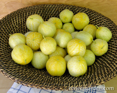 Lemon Cucumbers