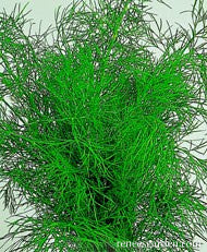 Dukat Leafy Dill