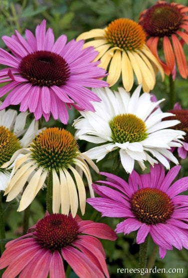 Paradise Mix Echinacea