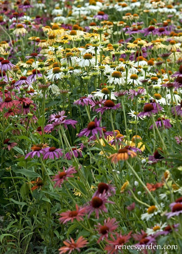 Paradise Mix Echinacea