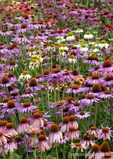 Paradise Mix Echinacea