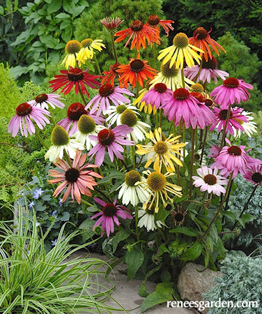 Paradise Mix Echinacea