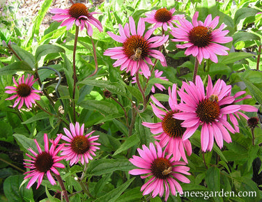 Starlight Echinacea