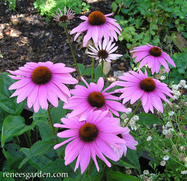 Starlight Echinacea