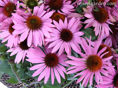 Starlight Echinacea