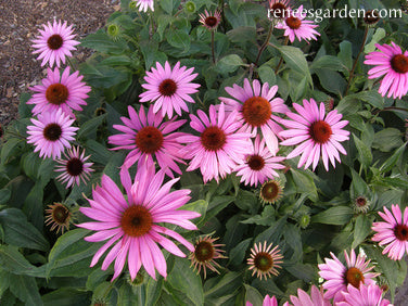 Starlight Echinacea