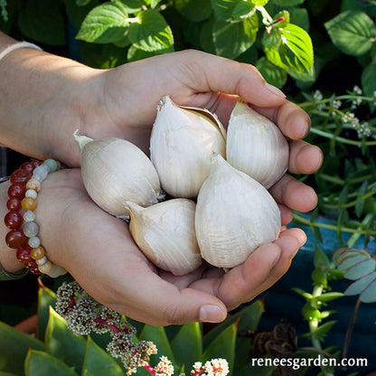 Elephant Garlic