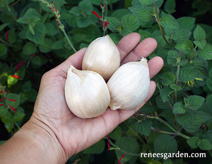 Elephant Garlic