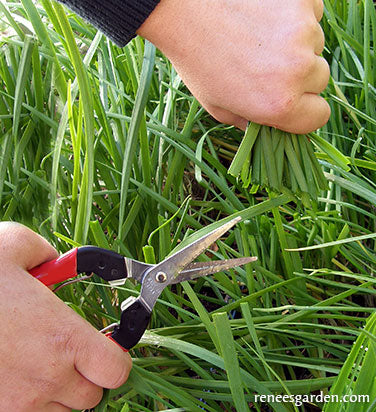 Felco Kitchen and Garden Snips