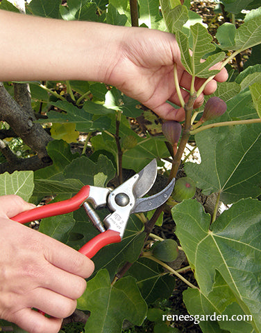 Felco Hand Pruners