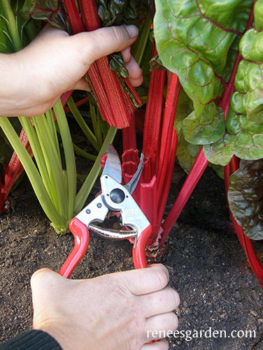 Felco Hand Pruners