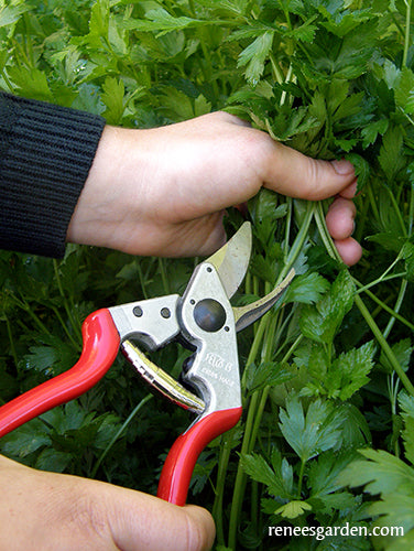 Felco Hand Pruners