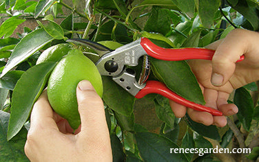 Felco Hand Pruners