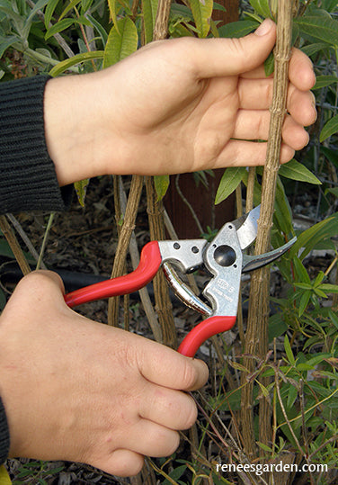 Felco Hand Pruners