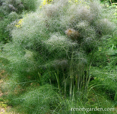 Smokey Bronze Fennel